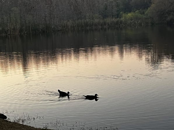 Ducks on a pond